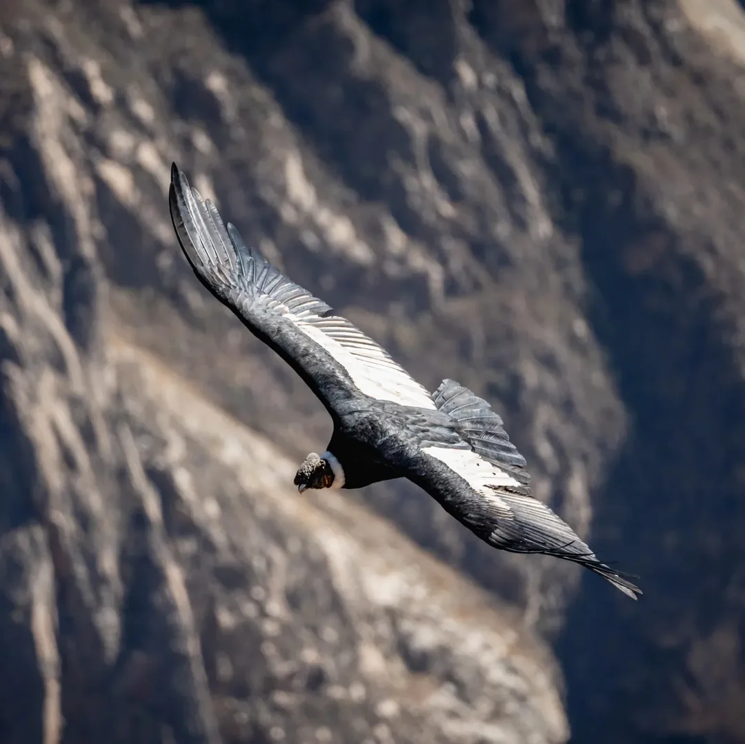 Colca Canyon Full Day (from Arequipa)