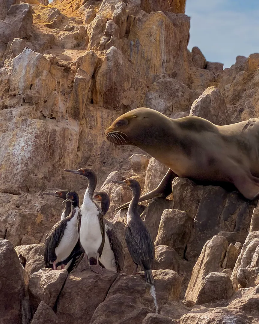 Paracas reserve